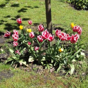 3efe4cfe cbb9 42bf ae8c eee1690a1e4e